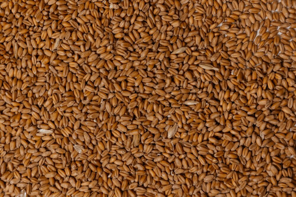 Пшеница мягкая Айна