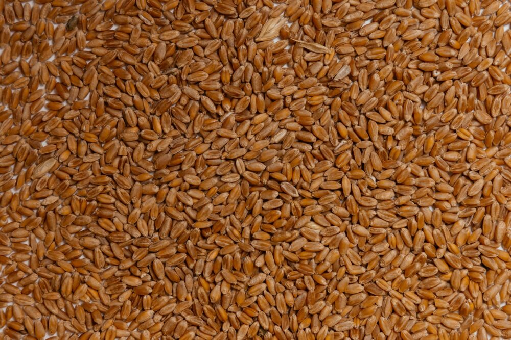 Пшеница мягкая Канюк