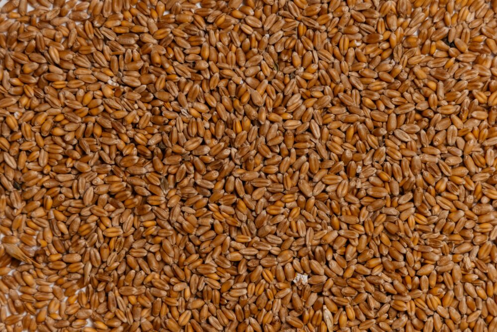 Пшеница мягкая Корнетто