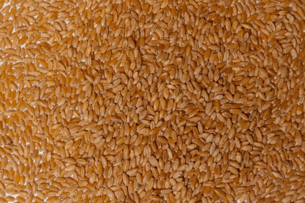 Пшеница Солнечная 573