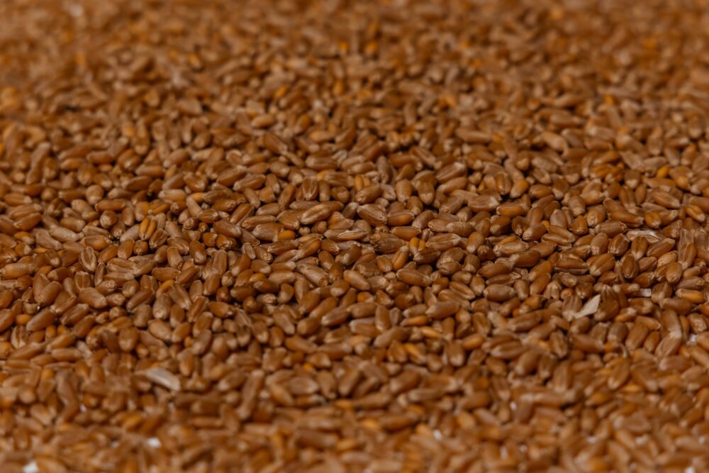 Пшеница мягкая Тобольская