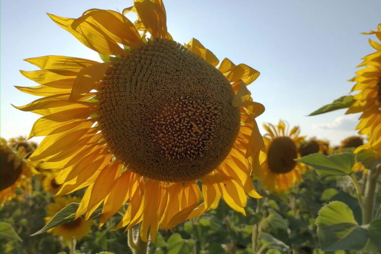 Пошлину на экспорт подсолнечника предложили снизить в пять раз